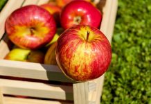 Urod jabuka prepolovljen, veće cijene djelomično nadoknađuju gibitke voćarima
