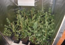 Na području općine Bukovlje policijski službenici pronašli improvizirani laboratorij i marihuanu