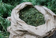 Kod 20-godišnjaka i 21-godišnjaka u Požegi, pronađena marihuana