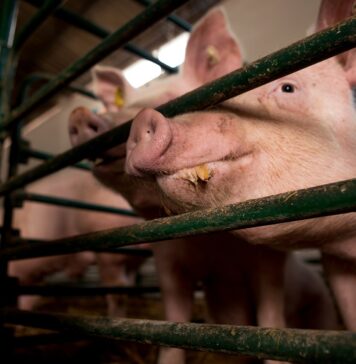 Sumnjivi uvoz mesa i nepravilnosti potaknuli hitne mjere zbog afričke svinjske kuge