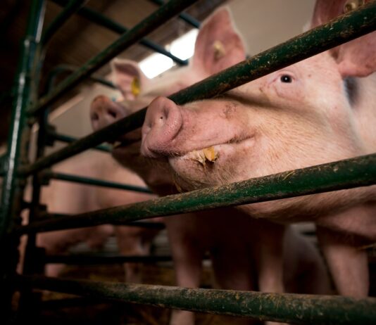 Sumnjivi uvoz mesa i nepravilnosti potaknuli hitne mjere zbog afričke svinjske kuge