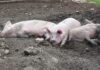 Zbog izbijanja afričke svinjske kuge u Mađarskoj sedam naselja u Hrvatskoj proglašeno zonom nadziranja