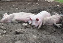 Počinje usmrćivanje svih svinja u Općini Jagodnjaku, uzgajivači ogorčeni i zabrinuti