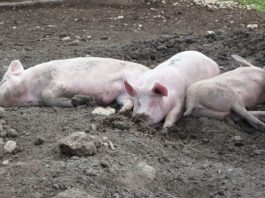 Zbog izbijanja afričke svinjske kuge u Mađarskoj sedam naselja u Hrvatskoj proglašeno zonom nadziranja