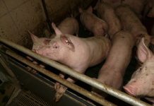 Novi slučaj afričke svinjske kuge potvrđen u Osječko-baranjskoj županiji
