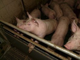 Od danas nove granice zona ograničenja zbog afričke svinjske kuge u pet slavonskih županija