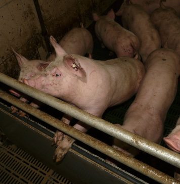 Zbog afričke svinjske kuge u Mađarskoj dva hrvatska naselja proglašena zonom nadziranja