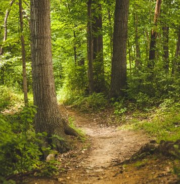 Akcija Hrvatskih šuma: “U proljeće prvo – posadi drvo”