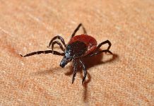 Počela je sezona krpelja: Evo kako se od njih možete zaštititi!
