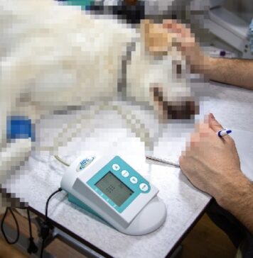 Rast će cijene veterinarskih usluga