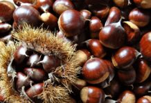 Kesten – zdrav i ukusan jesenski plod