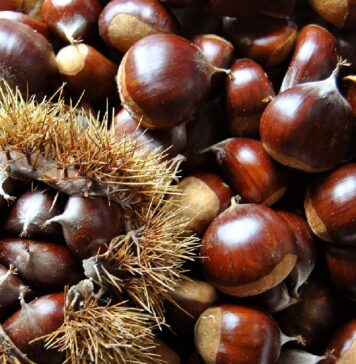 Kesten – zdrav i ukusan jesenski plod