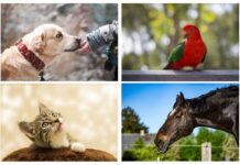 Svjetski dan zaštite životinja