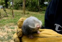 Kod Vučedola viđen sljepaš, životinja za koju se vjerovalo da je izumrla