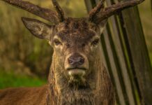 Krivolov u Slavoniji: Ubio jelena i odrezao mu rogove