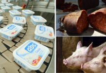 Belje lani prodalo 311.000 svinja, a kulen, slanina i ABC sir donijeli 62,5 milijuna eura prihoda