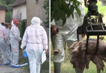 Ministarstvo potvrdilo nove slučajeve ASK na području OBŽ