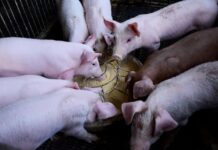 U Baranji krenula eutanazija svinja: Usmrtit će se oko 1500 svinja u 202 objekta
