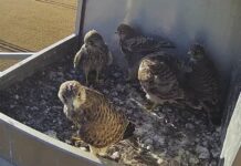 U tri godine u umjetnim gnijezdima Kopačkog rita izleglo se 30 mladih vjetruša