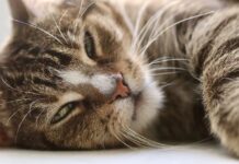 Međunarodni je dan mačaka