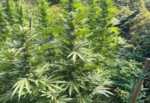 Policija kod Đakova otkrila nasad marihuane – uhićen 40-godišnjak