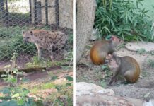 Osječki Zoološki vrt ima nove stanare