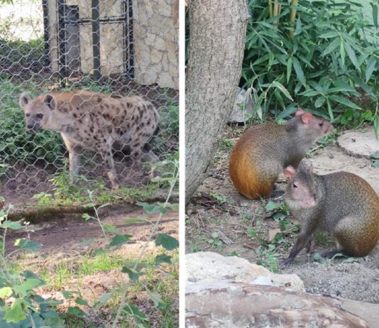 Osječki Zoološki vrt ima nove stanare