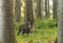 Zbog izbijanja ASK u Mađarskoj proširena zona ograničenja I u Virovitičko-podravskoj županiji