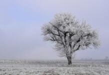 Do sredine tjedna jutarnje temperature u Slavoniji i Baranji padaju do −8 °C