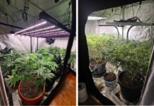 Policija u Osijeku oduzela nekoliko laboratorija za uzgoj marihuane
