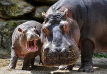 U osječki ZOO vrt stižu nilski konji: Jedan mužjak i dvije ženke postaju nova atrakcija