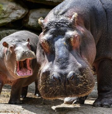 U osječki ZOO vrt stižu nilski konji: Jedan mužjak i dvije ženke postaju nova atrakcija