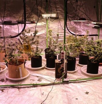 Policija pronašla još jedan laboratorij za uzgoj marihuane