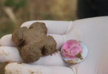 Krenula proljetna akcija oralne vakcinacije lisica