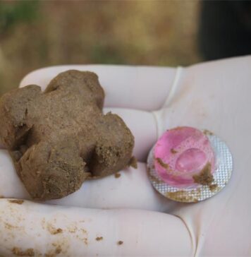 Krenula proljetna akcija oralne vakcinacije lisica