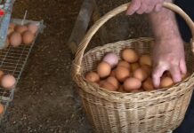 Slavonski model koji uspijeva: Sve veća potražnja za jajima iz slobodnog uzgoja