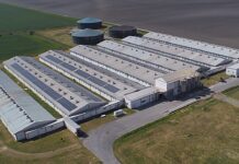 Nakon afričke svinjske kuge u Sokolovcu vraća se više od 10 tisuća svinja na farmu