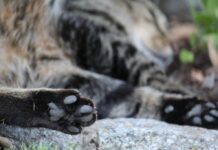 U Požegi iz zračne puške pucao u mačku, policija traži počinitelja