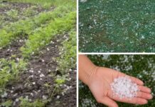 Vinkovci pod pljuskovima i tučom tijekom jutarnjeg nevremena