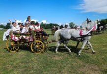 Konji bijelci ponovno stižu u Babinu Gredu: Dva dana tradicije, zaprega i konjogojstva