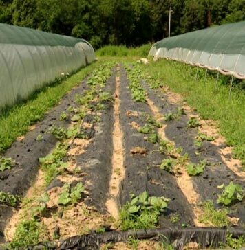 EU odobrio pomoć Hrvatskoj: Poljoprivrednicima 4,4 milijuna eura zbog šteta od nevremena