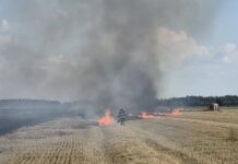 Prilikom žetve iskra s kombajna zapalila pšenicu: izgorjelo oko osam hektara
