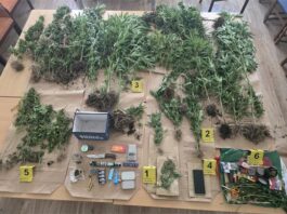 Policija kod 42-godišnjaka pronašla 34 stabljike indijske konoplje i marihuanu