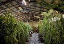 Kod 40-godišnjaka na području Našica pronađena 151 stabljika konoplje i marihuana