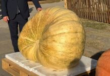 Bundeva Ivice Ribarića iz Baranje teška 382 kilograma najteža na festivalu u Tovarniku