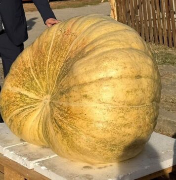 Bundeva Ivice Ribarića iz Baranje teška 382 kilograma najteža na festivalu u Tovarniku